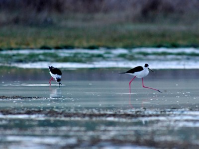 Gólyatöcs (Himantopus himantopus)