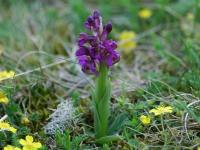 Agárkosbor (Orchis morio L.)