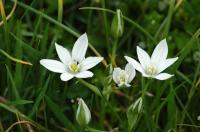 Csilláros sárma (Ornithogalum refractum)_Mile Orsolya - 