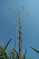 Kisfészkű aszat (Cirsium brachicephalum)_Mile Orsolya - 