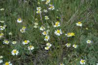 Foto_Mile Orsolya - 