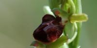 Early-Spider orchid was found 