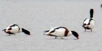 Record number of Shelduck observed!