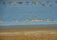 Autumn migration of shorebirds 