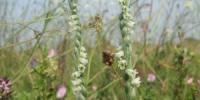 Autumn Lady's Tresses on the project area