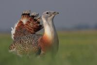 Site management improves habitat structure for the great bustard as well