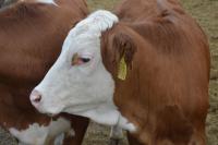 Hungarian speckled cattle on the project area