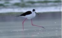 Black-winged Stilts are arriving