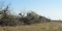 Stands of non-indigenous and invasive tree species, the Russian olive has been cut to improve grassland areas