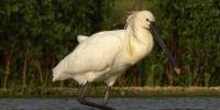 Re-finding of a ringed young Eurasian Spoonbill on the project area