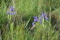 Rescue of Iris spuria before field-works